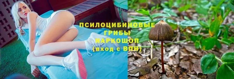 Псилоцибиновые грибы Cubensis  как найти наркотики  Миллерово 